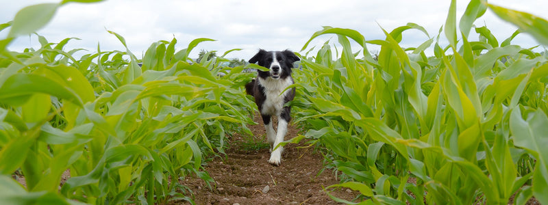 Walk the fields