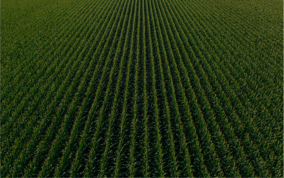 Crops growing in rows on the Foreva Farmers farm in Herefordshire