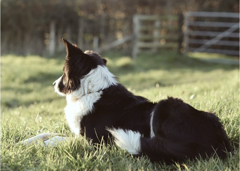 The farm collie in the fields at Foreva Farmers
