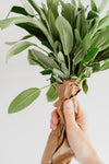 Hand holding a fresh bunch of sage wrapped in brown paper