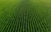 Rows of crops on the farm